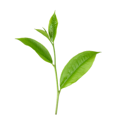 Une pousse de plante verte.