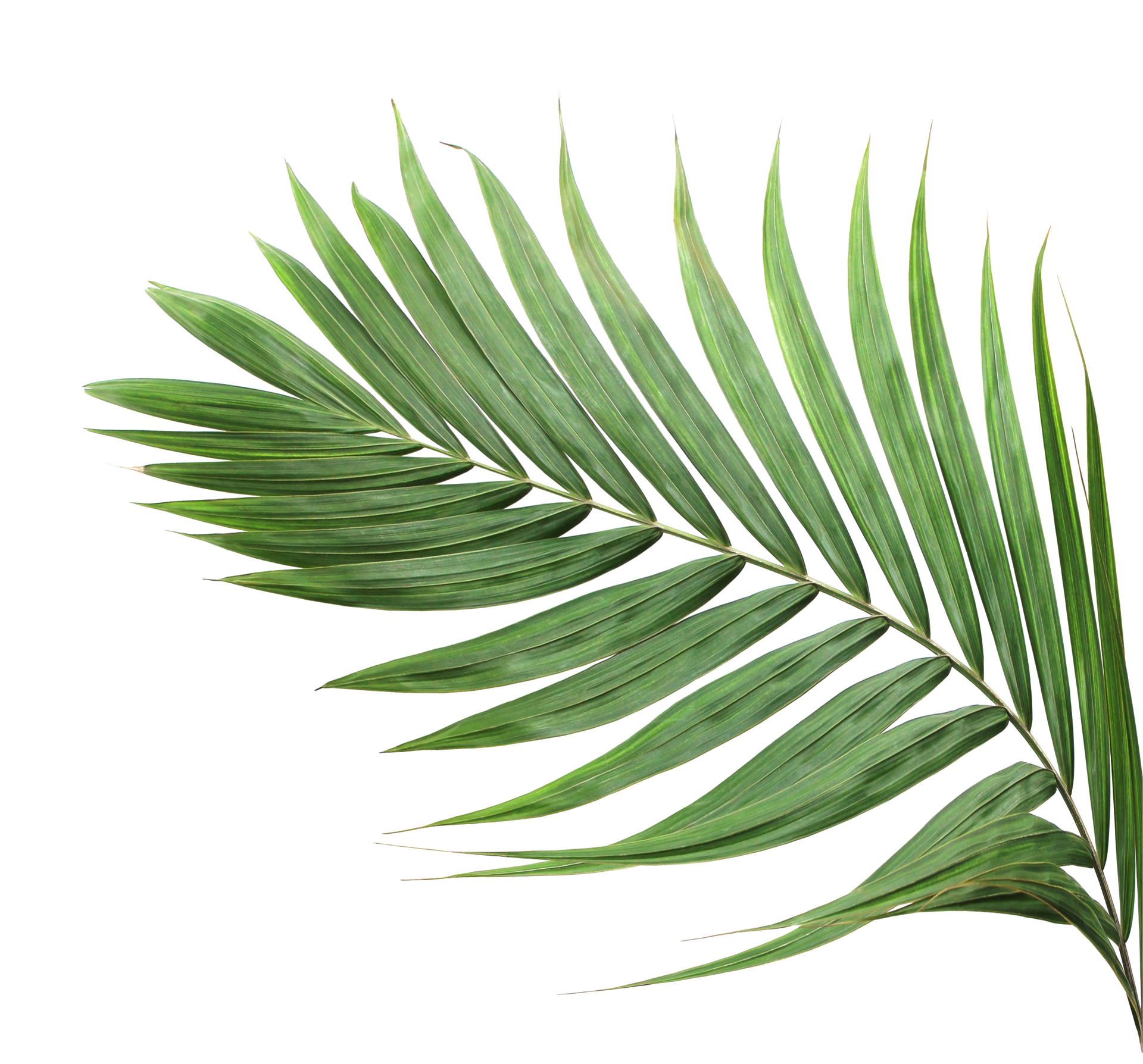 Feuille de palmier verte sur fond blanc.