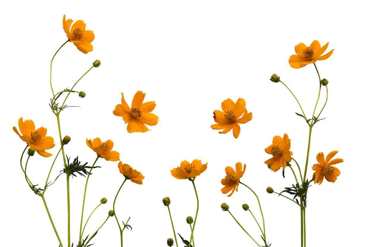 Fleurs sauvages orange sur de hautes tiges sur fond blanc.