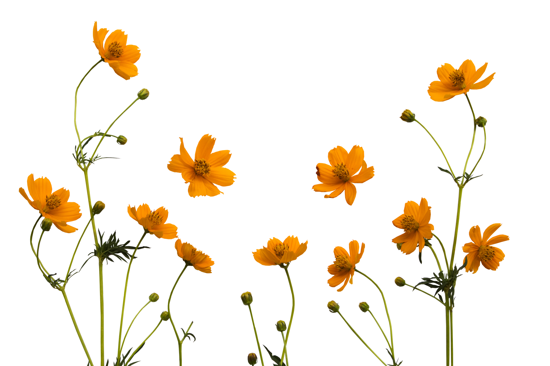 Fleurs jaunes.