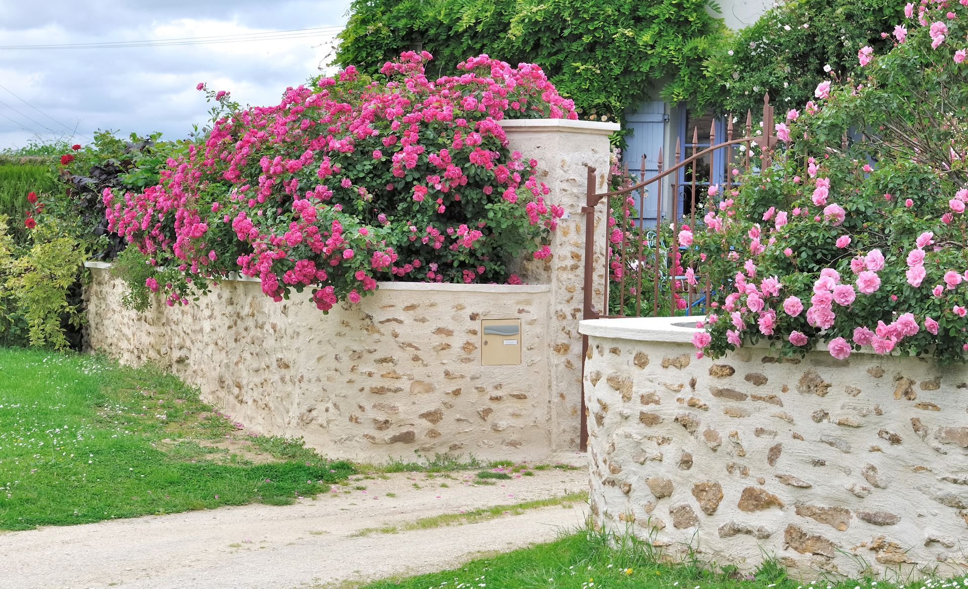 Des rosiers grimpants roses débordent d'un muret de jardin en pierre, le long d'un chemin et d'un portail.