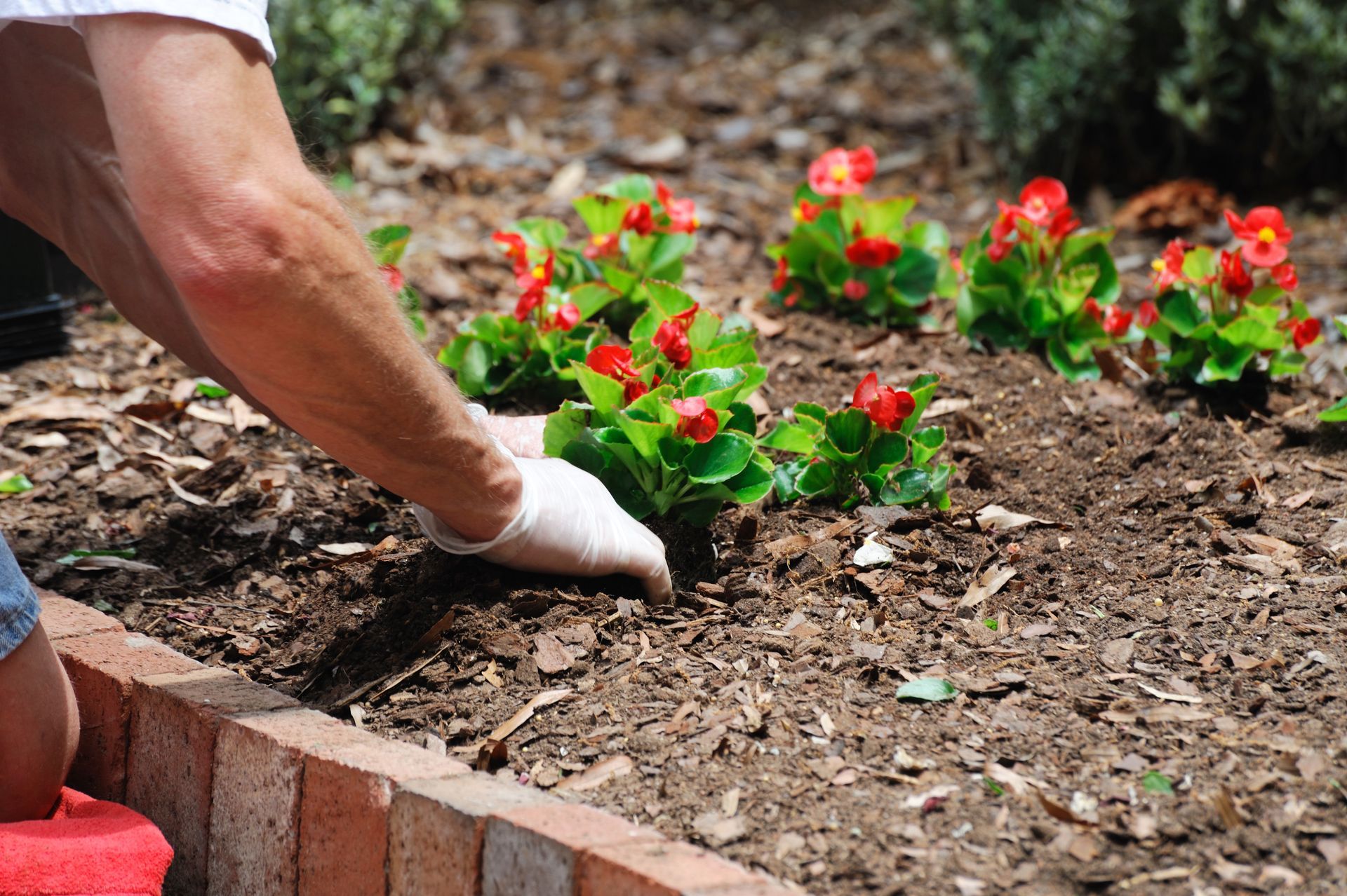 Jardinier plantant des fleurs rouges dans un parterre de fleurs paillé avec une main gantée.