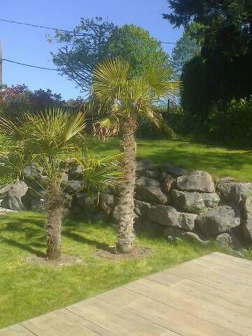 Un palmier dans un jardin.