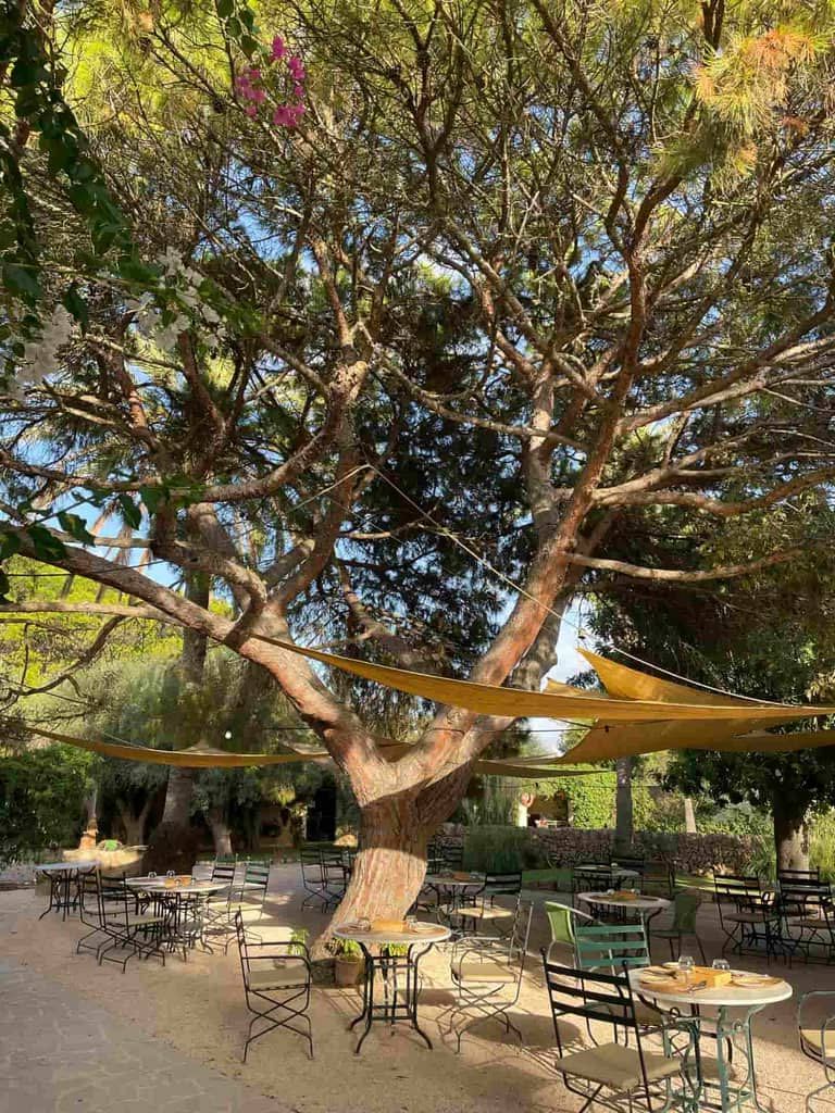 Restaurante al aire libre con asientos bajo un gran árbol con velas de sombra amarillas; mesas y sillas dispuestas en un patio de grava.