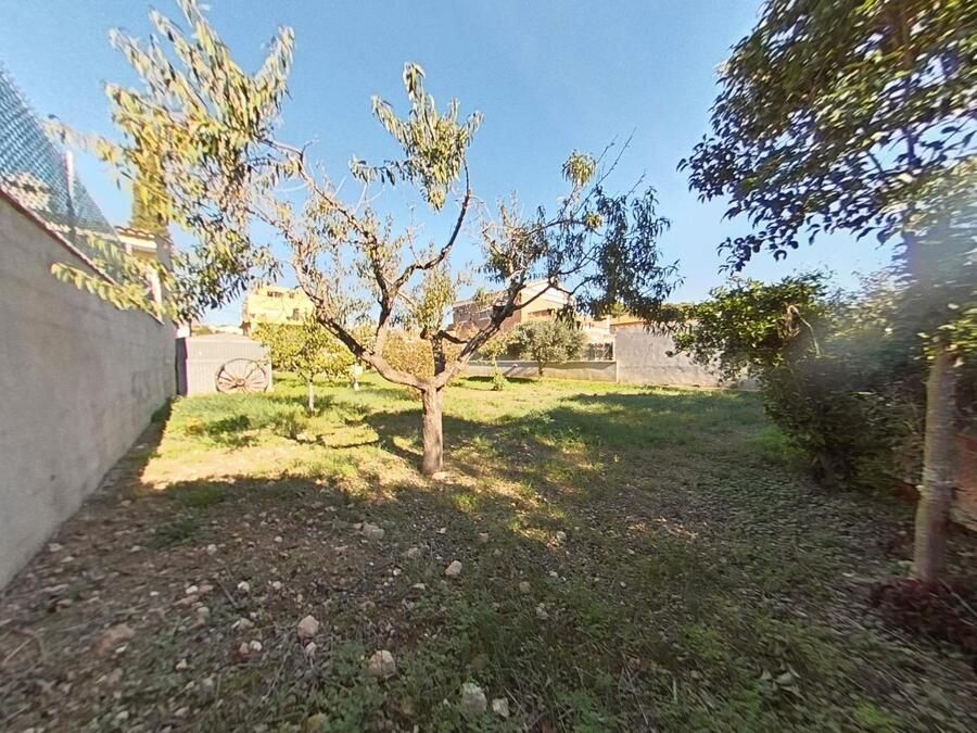 Un patio cubierto de hierba con un árbol desnudo y otros árboles bajo un cielo azul.