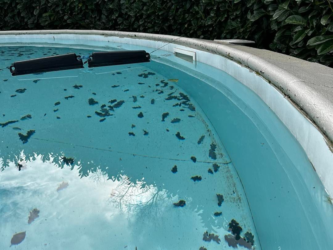 Piscine avec des débris flottant à la surface.