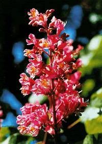 Bachblüte, die in der Praxis Sunneschie zum Einsatz kommt