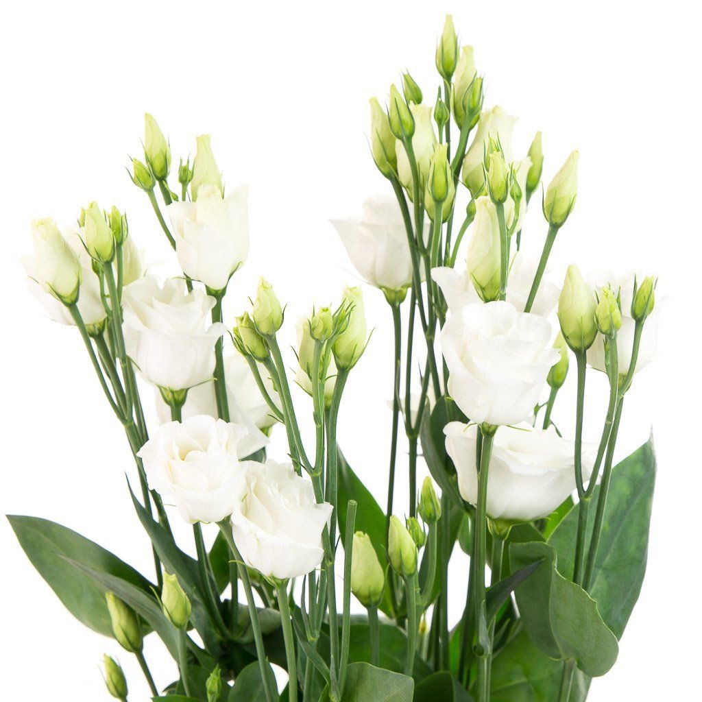 Rosier blanc sans épine