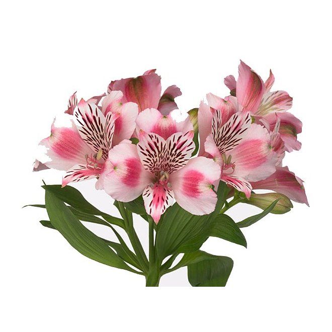 Photo d'une fleur rose