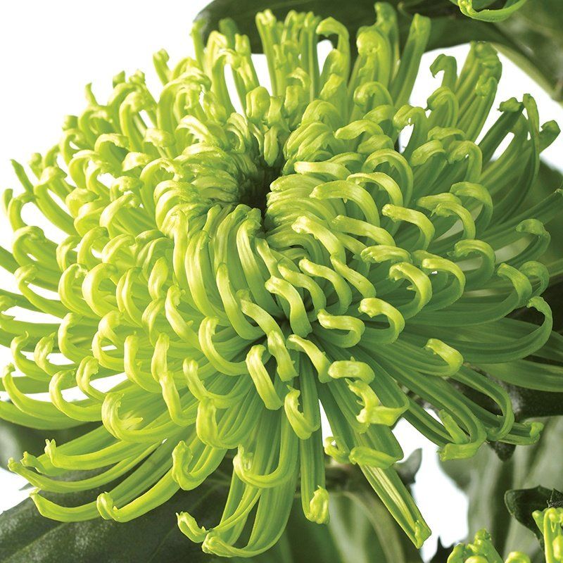 Chrysanthème vert