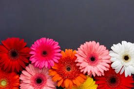Photo représentant des fleurs de toutes les couleurs