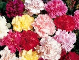 Bouquet de fleurs coupées rouge, rose et jaune