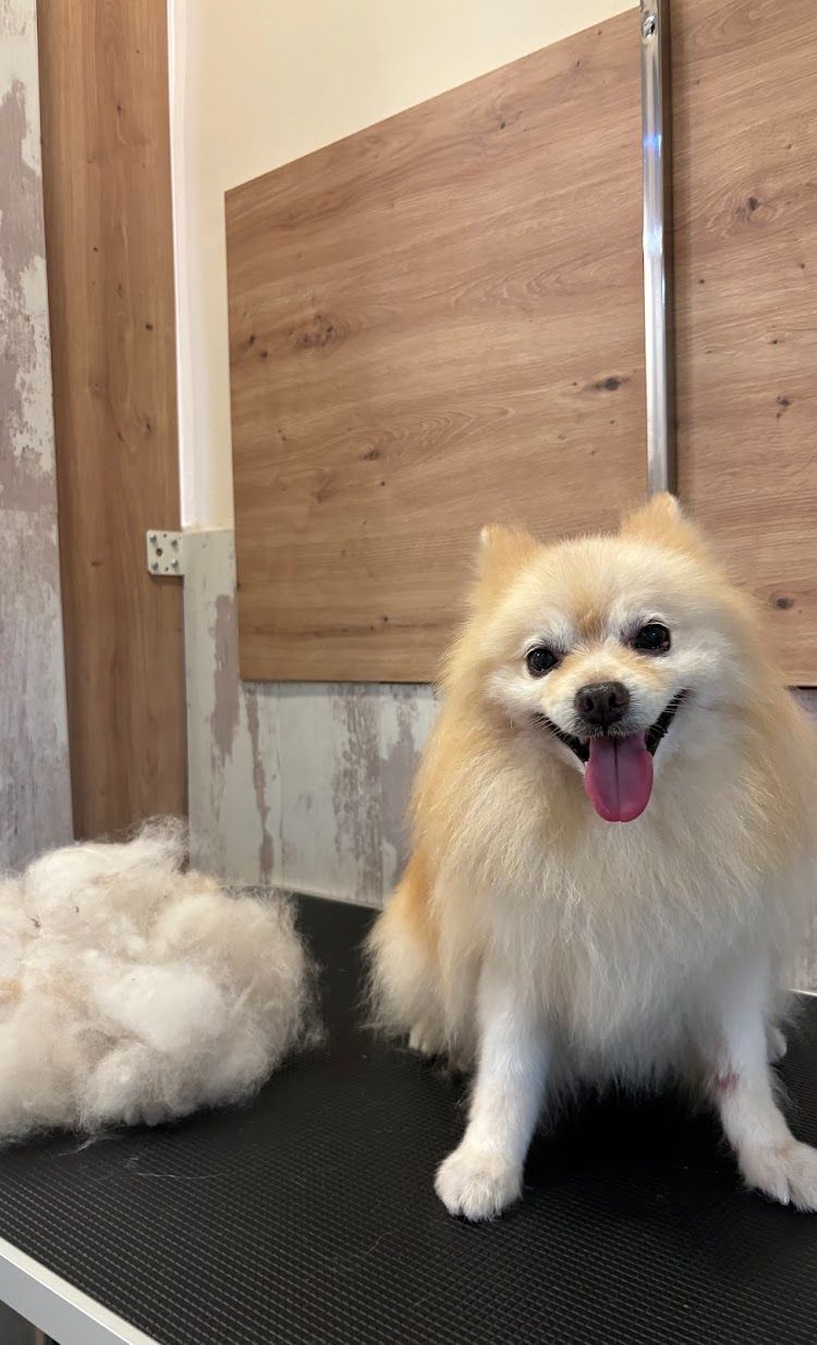 Un perro pomerania está sentado en una mesa de peluquería y sonriendo.