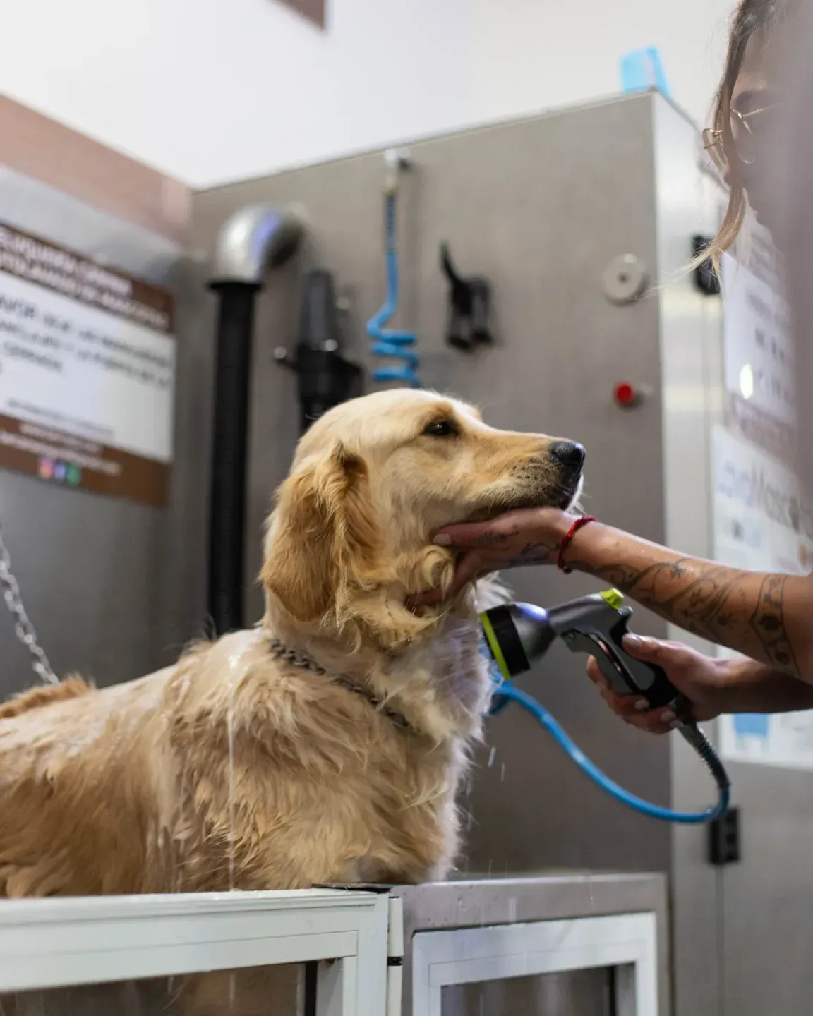 Un perro está siendo acicalado por una persona en un baño.