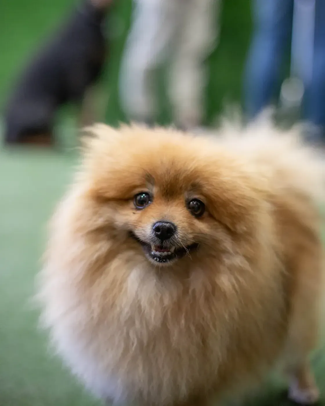 Un perro pomerania está sonriendo y mirando a la cámara.
