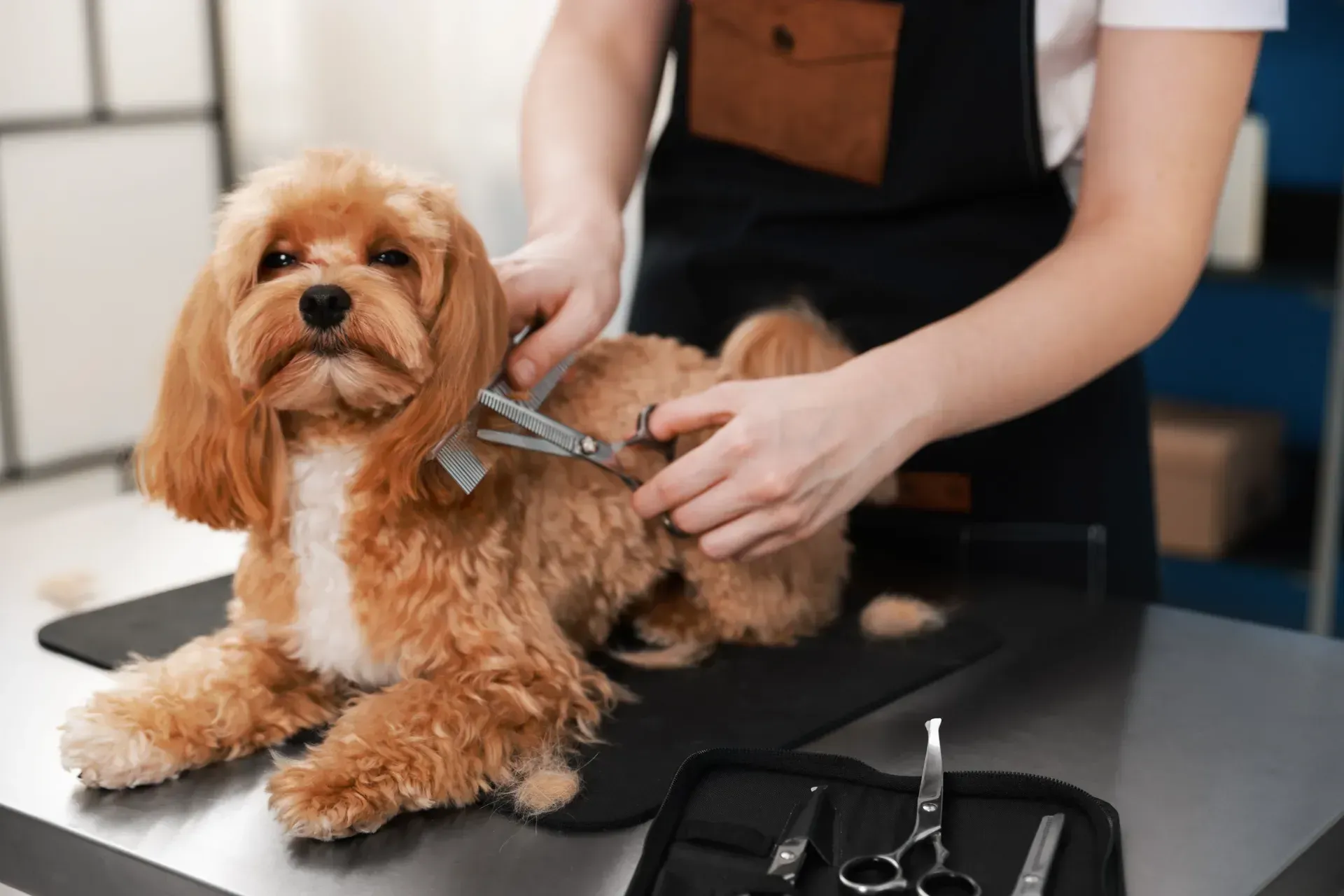 Una mujer está cortando el pelo de un perro con unas tijeras.