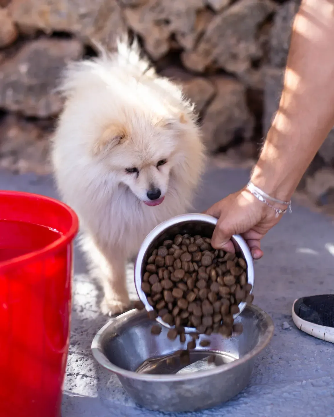 Una persona está vertiendo comida en el plato de un perro.