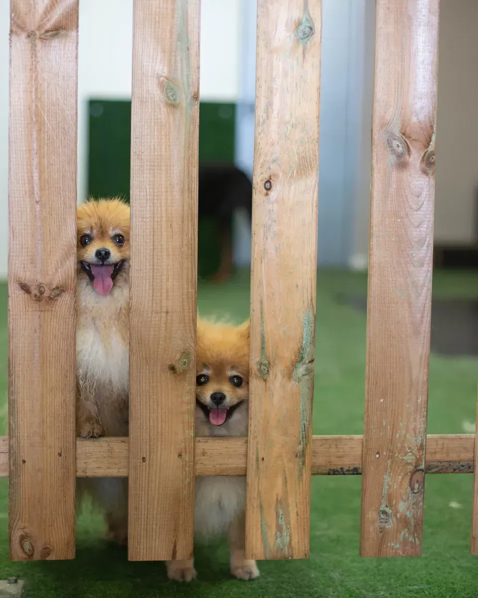 Dos cachorros de pomerania miran a través de una valla de madera.