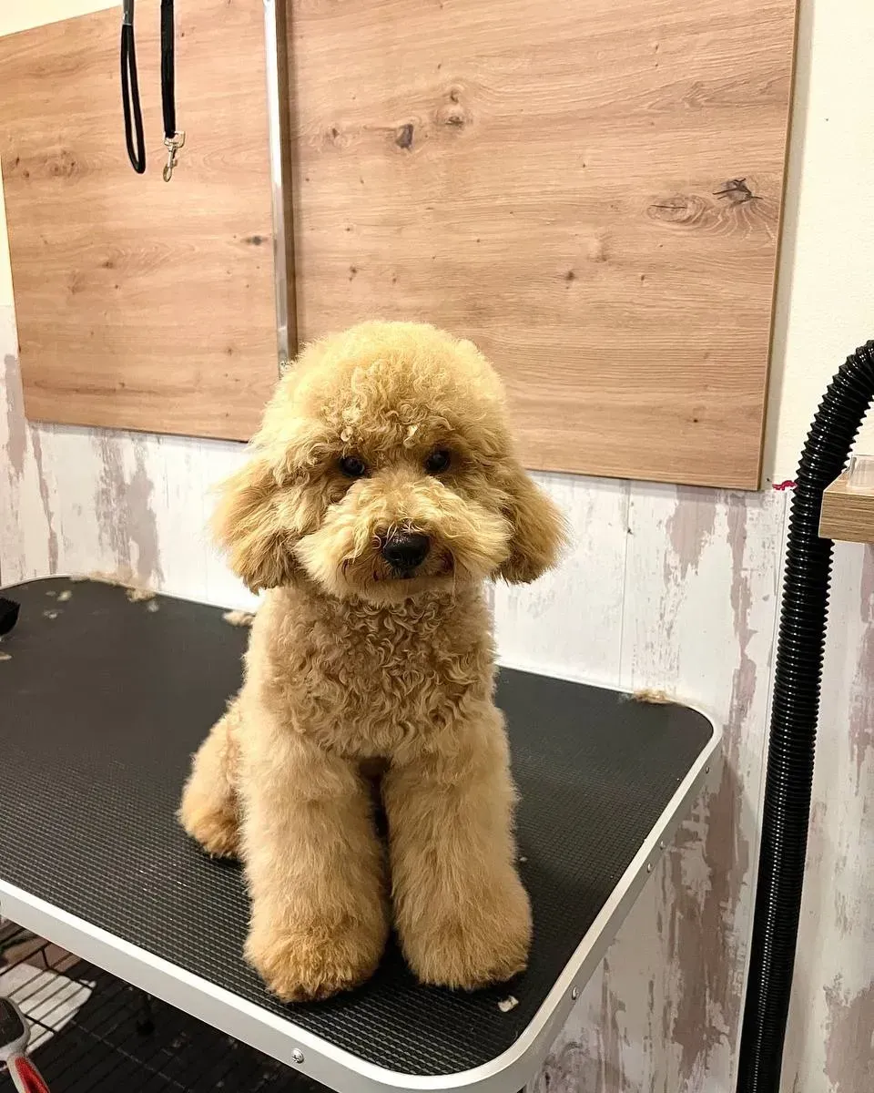 Un pequeño caniche marrón está sentado en una mesa de peluquería.