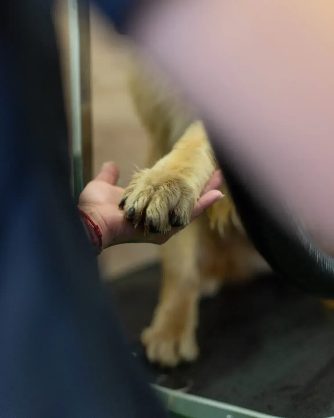 Una persona sostiene la pata de un perro en su mano.