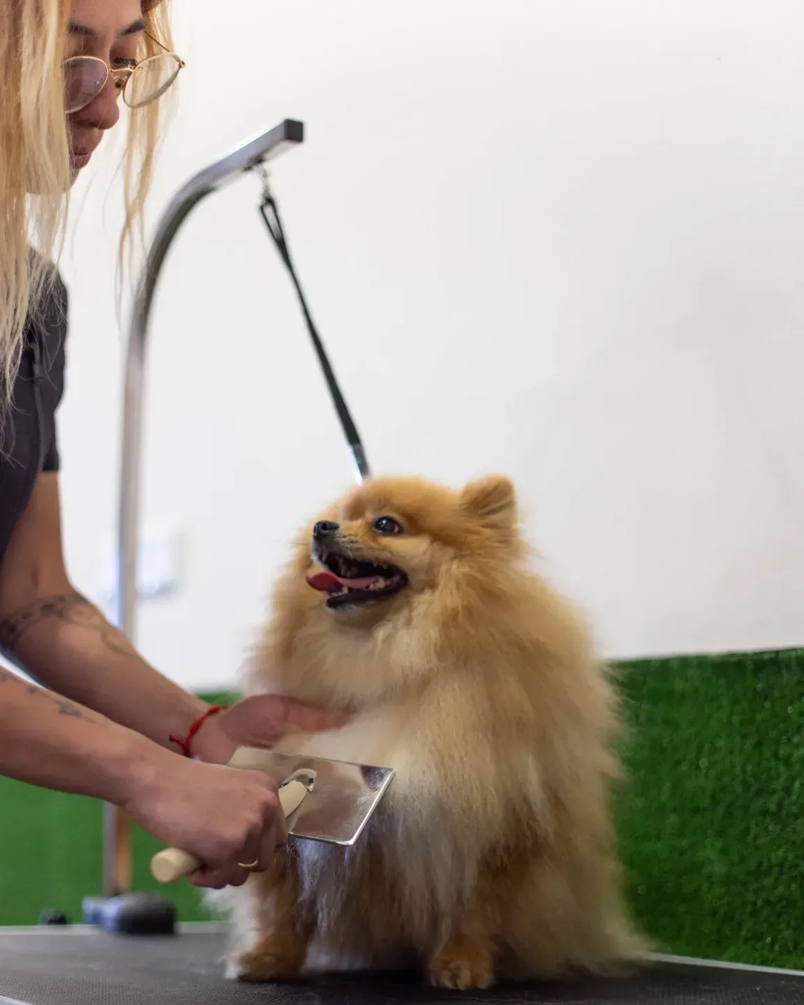 Una mujer está acicalando a un perro pomerania en una mesa.