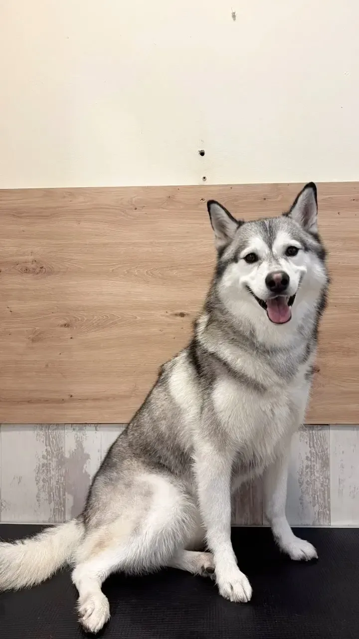 Un perro husky está sentado en una mesa y sonriendo.