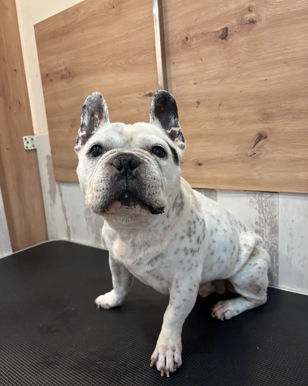 Un bulldog francés blanco está sentado sobre una alfombra negra sobre una mesa.