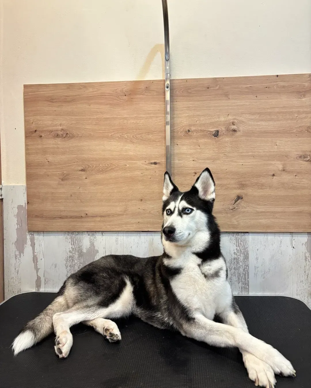 Un perro husky está acostado sobre una alfombra negra frente a una pared de madera.