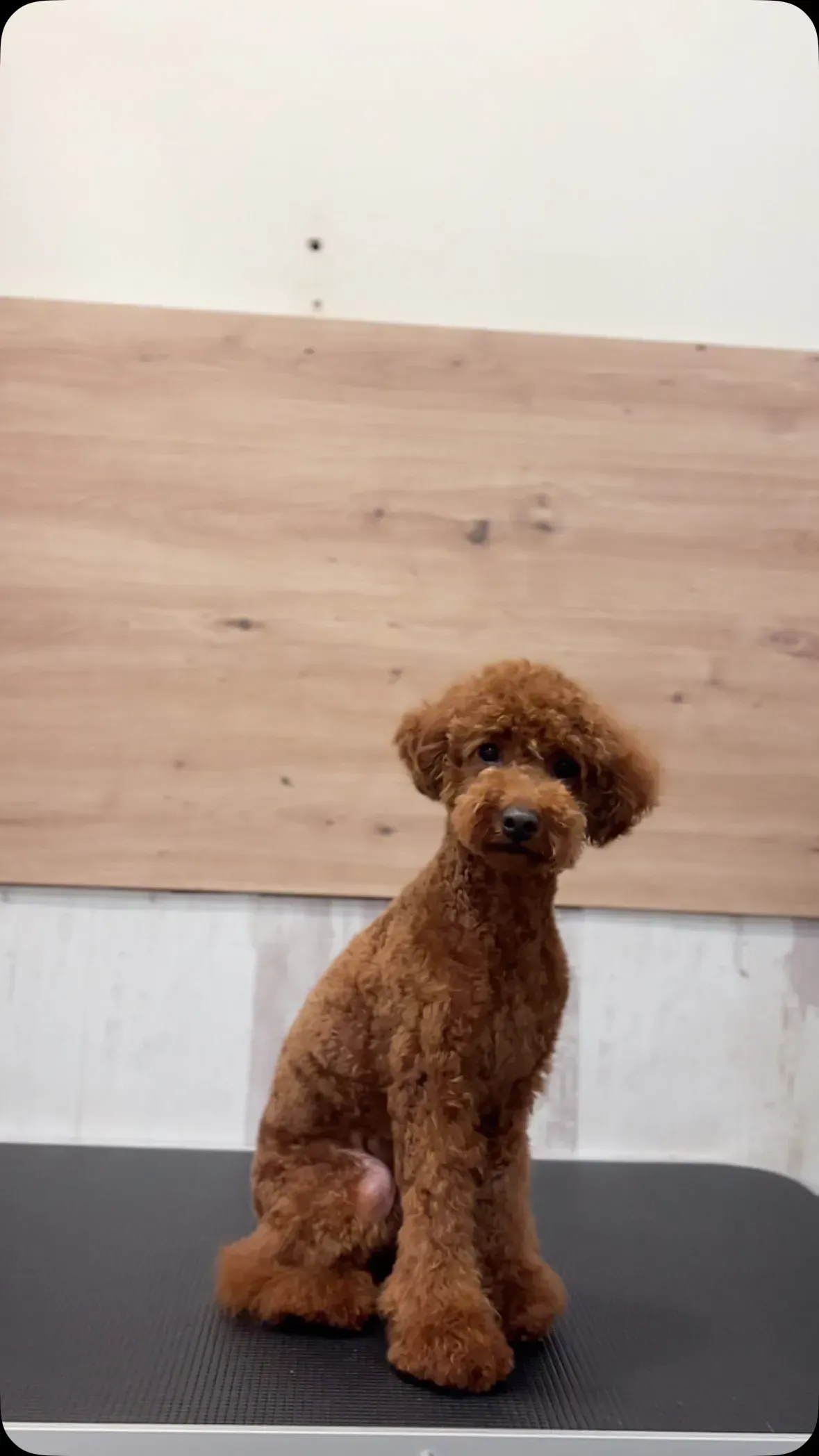 Un pequeño caniche marrón está sentado en una mesa.