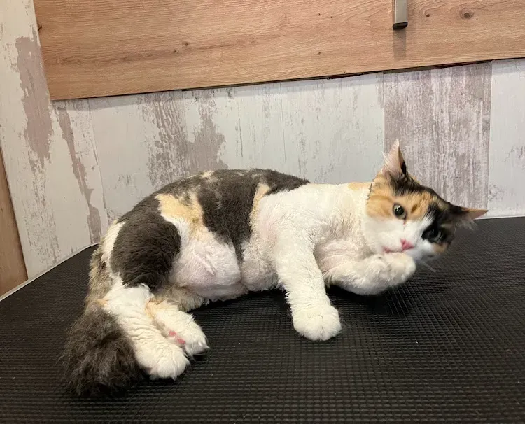 Un gato calicó está acostado sobre una alfombra negra sobre una mesa.
