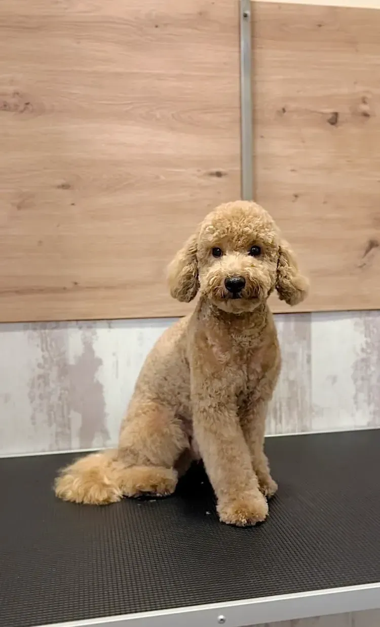 Un pequeño caniche marrón está sentado en una mesa de peluquería.