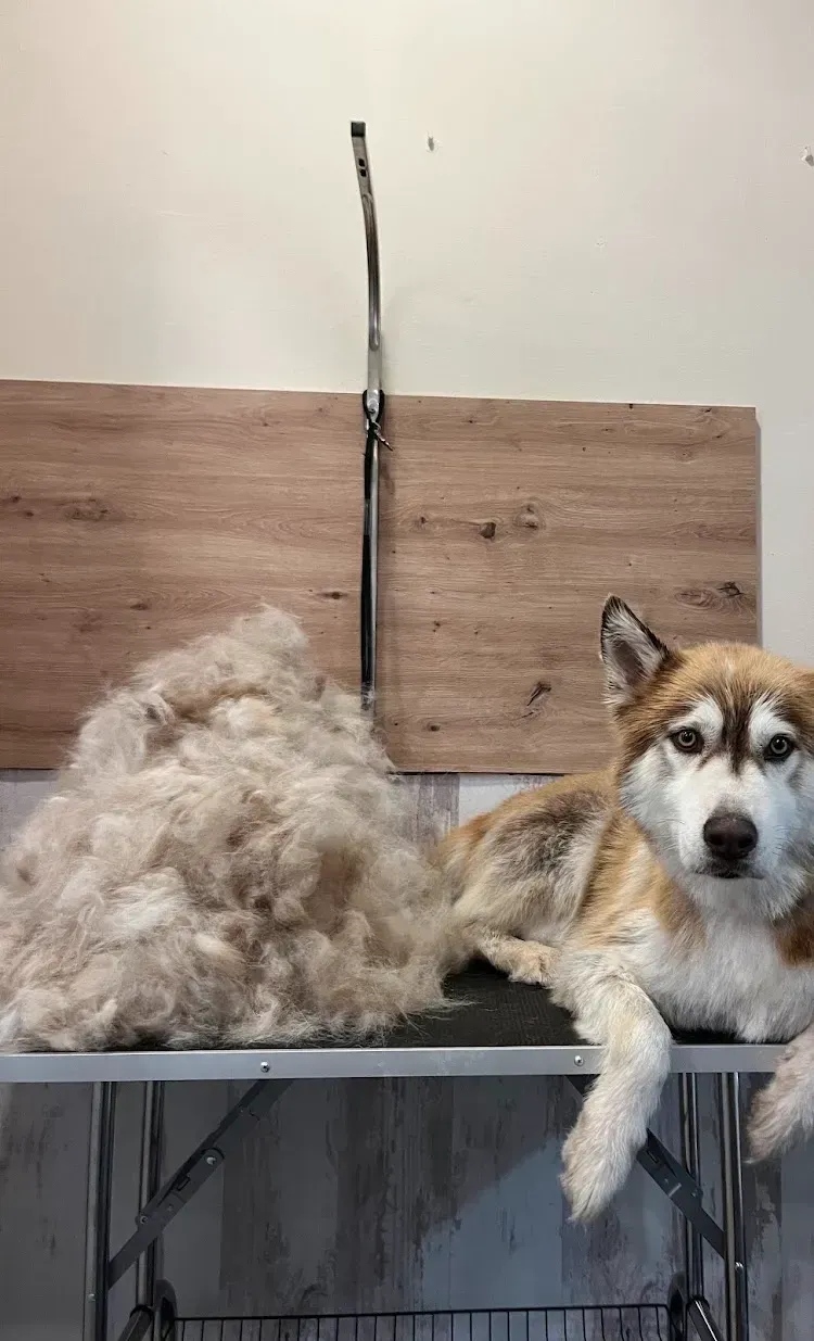 Un perro husky está acostado sobre una mesa al lado de una pila de pieles.