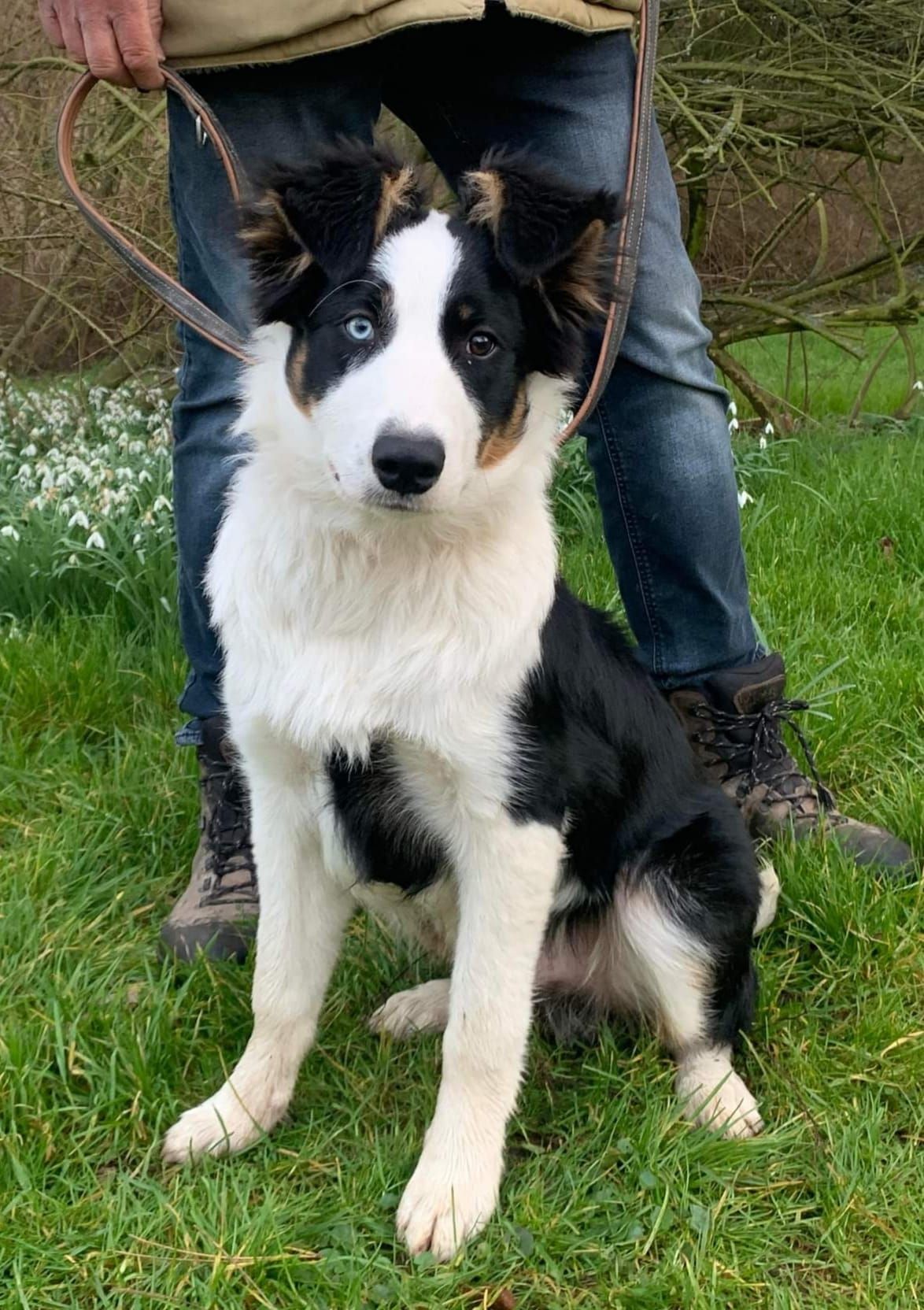Chien border collie