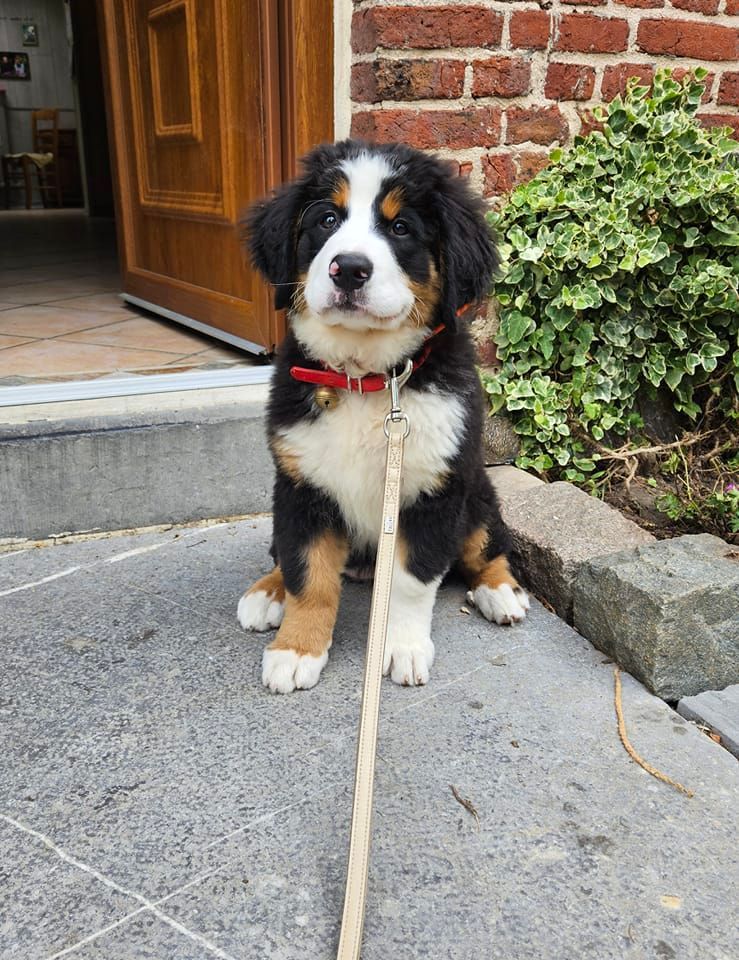 Chien bouvier bernois