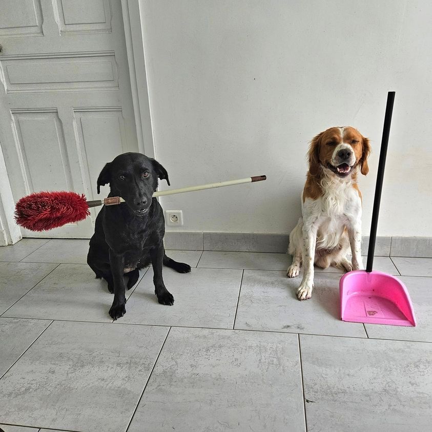 Deux chiens assis avec matériel de ménage