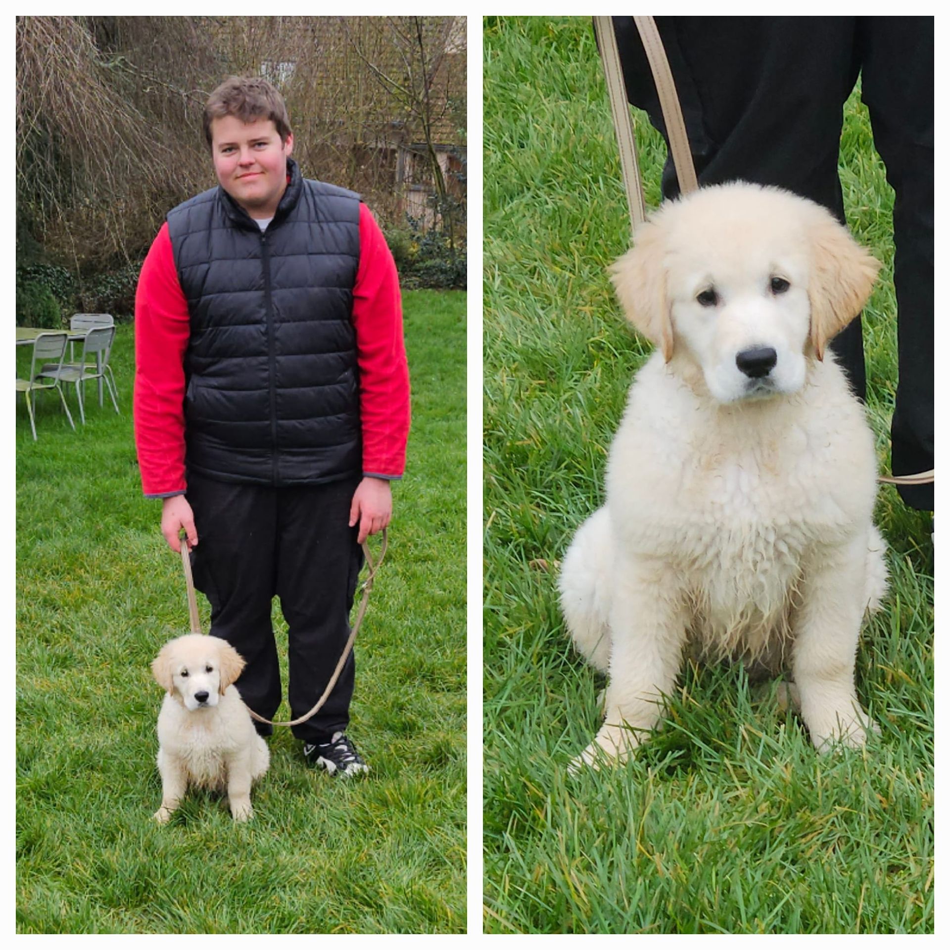 Garçon avec golden retriever