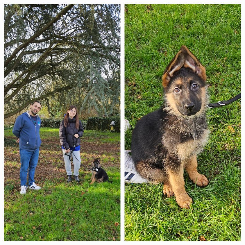 Berger allemand avec ses propriétaires
