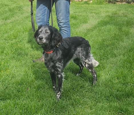 Séance de dressage chien de chasse