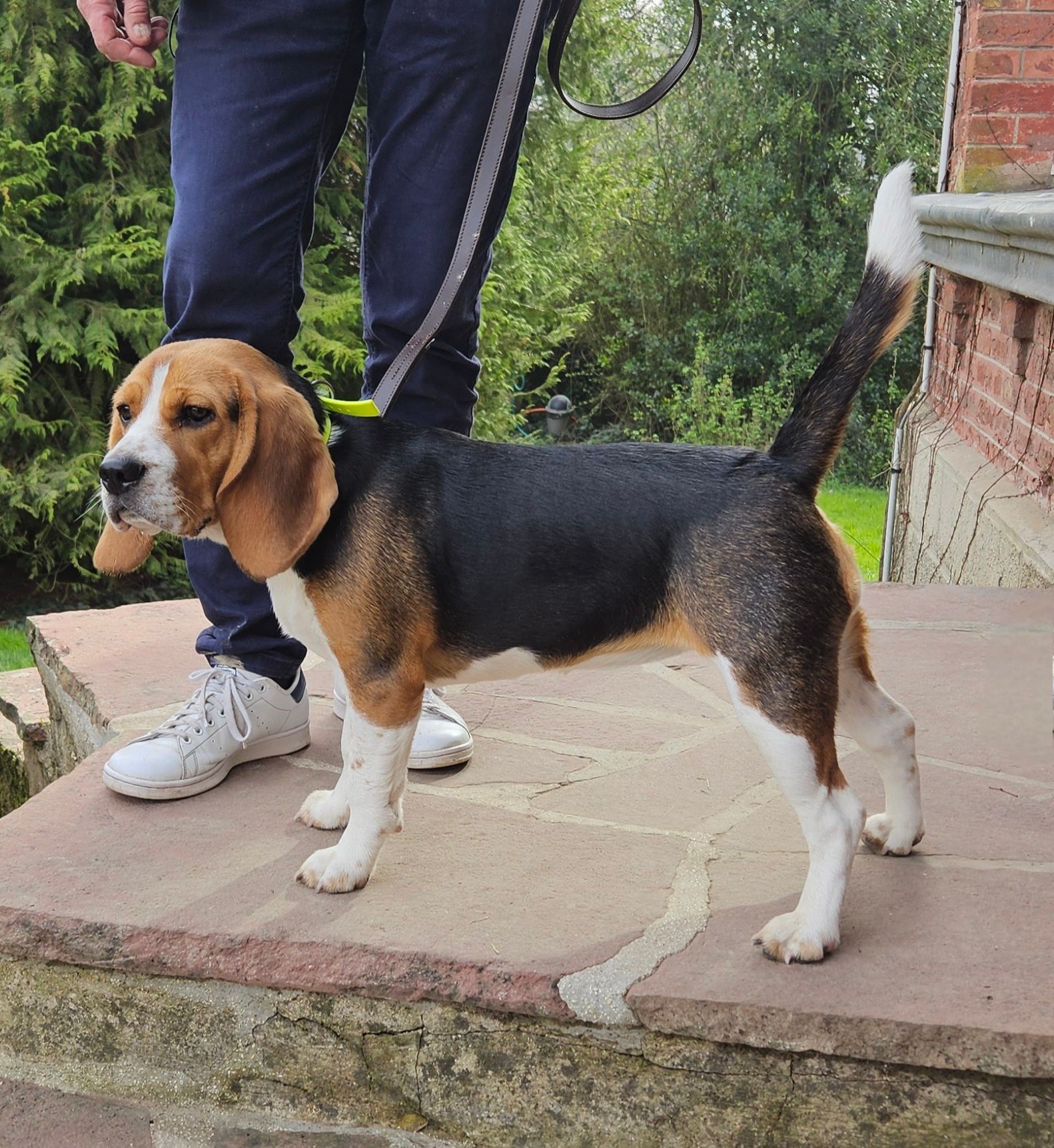 Dressage chien de chasse