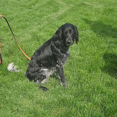 Chien de chasse dépression