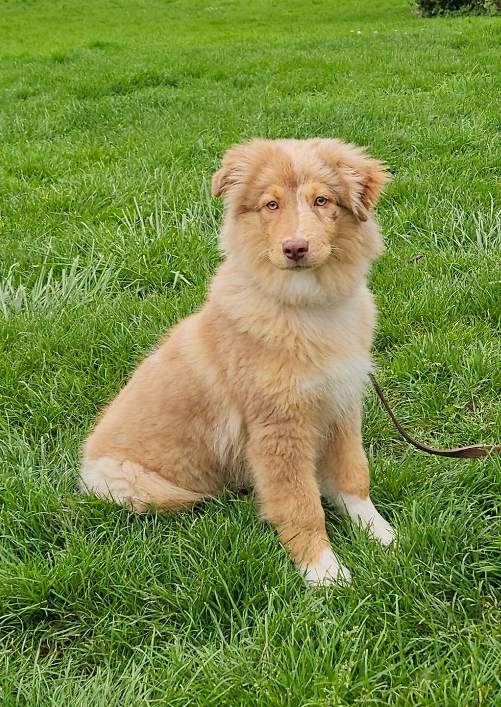 Trouble du comportement détecté chez un chiot