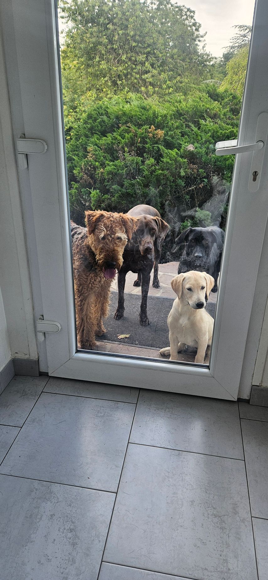 4 chiens en attente devant une porte vitrée