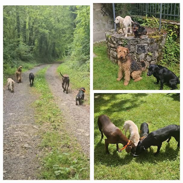 Promenade en campagne avec les chiens en dressage