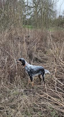 Séance avec un chien d'arrêt