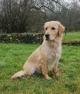 Étude de comportement sur un chien à l'adoption