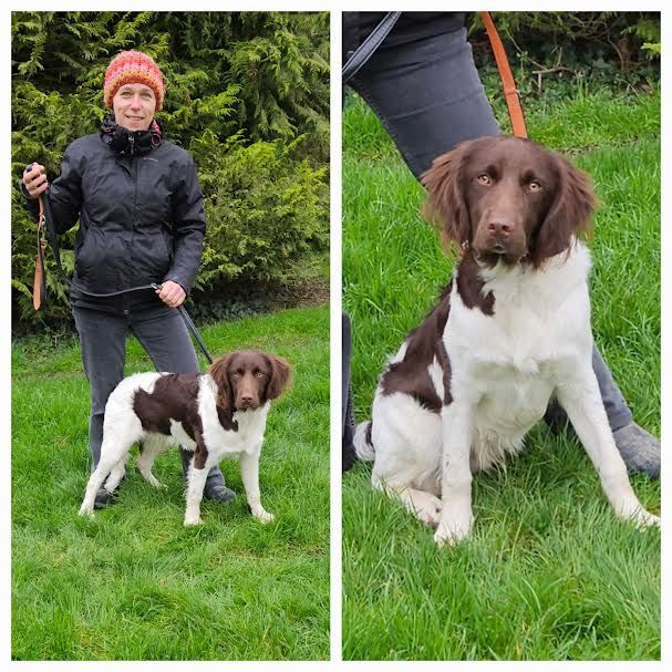 Dressage chien de chasse peureux