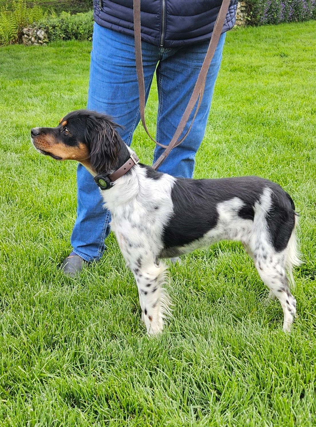 Chien d'arrêt sociabilisation