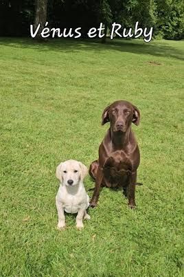 2 chiens en séance de dressage