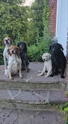 5 chiens en retour de promenade