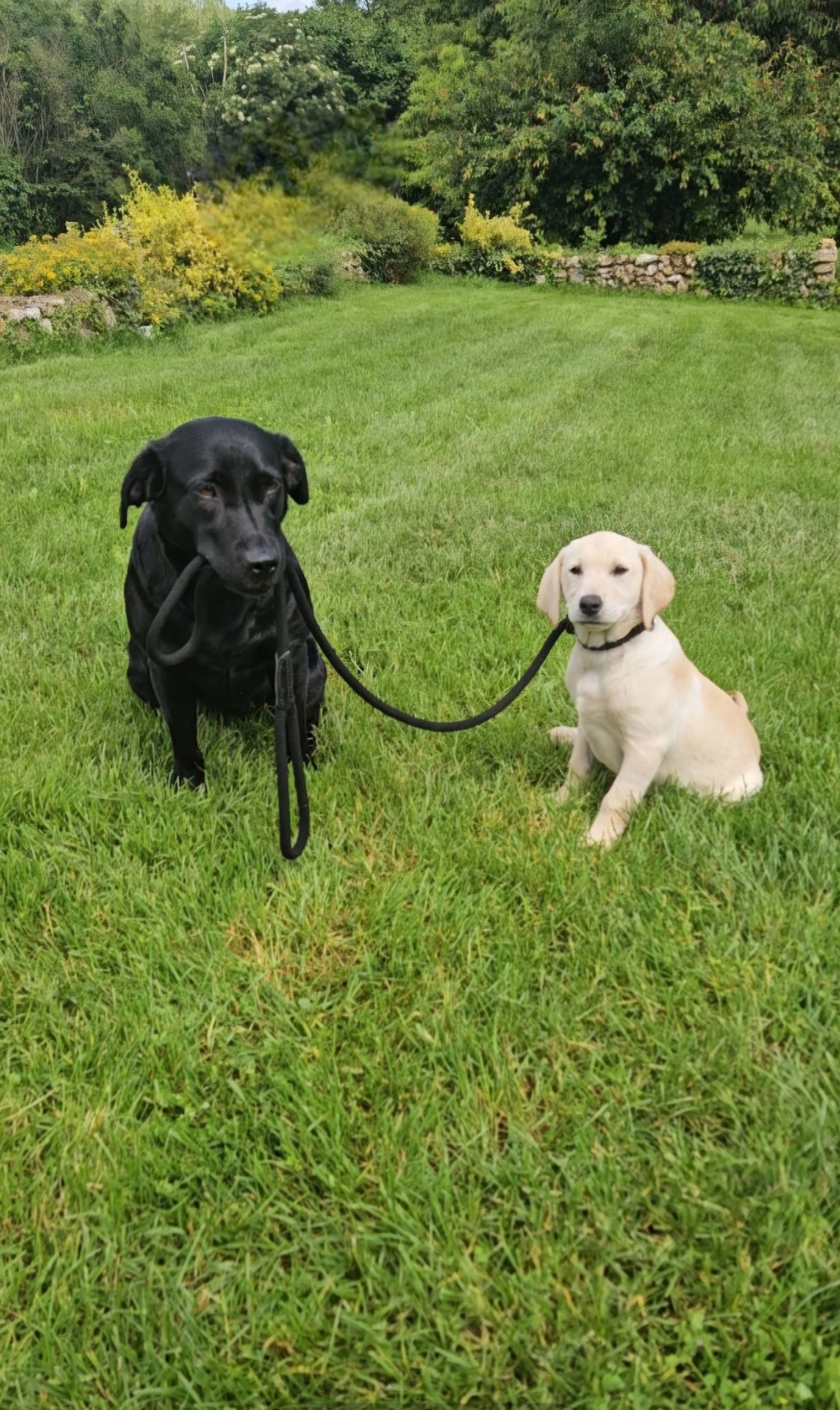 Chiens sages et obéissants 